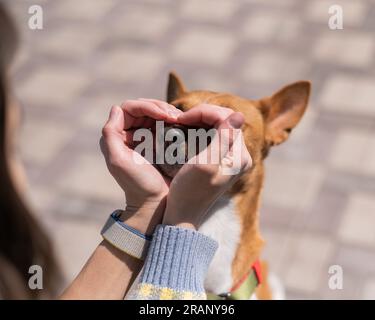 Une femme fait un coeur de ses paumes sur le visage de son chien. Un chien Basenji africain sans aboiement. Banque D'Images
