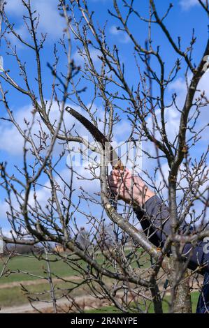 Un homme taille un prunier négligé, enlève les branches anciennes et inutiles, travail d'élagage d'arbre, scie à main dans les mains d'un jardinier. Banque D'Images