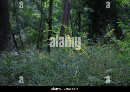 Verge d'or du Canada dans la forêt d'été, herbes d'été dans la prairie Banque D'Images