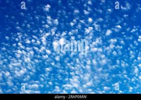 Altocumulus translucidus sont des nuages moyens et persistent par temps stable, s'ils prennent une apparence de verre givré, cela suggérerait de la pluie Banque D'Images