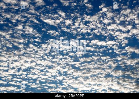 Altocumulus translucidus sont des nuages moyens et persistent par temps stable, s'ils prennent une apparence de verre givré, cela suggérerait de la pluie Banque D'Images