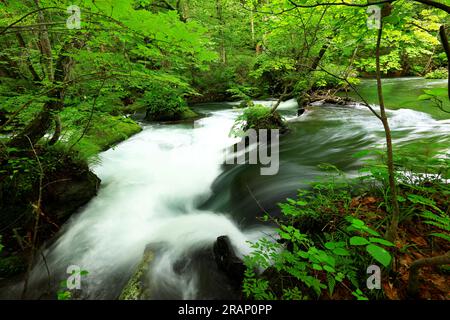 Couleurs vertes d'été de la rivière Oirase, située à Towada, Aomori, Japon Banque D'Images