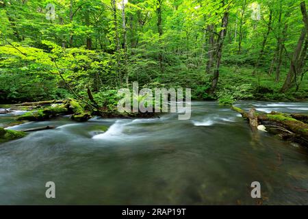 Couleurs vertes d'été de la rivière Oirase, située à Towada, Aomori, Japon Banque D'Images