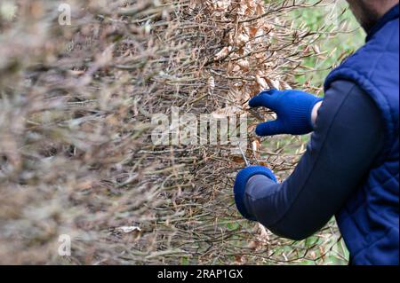 Le nettoyage du jardin au début du printemps, la taille de la haie, qui est encore sans feuilles, le jardinier met la haie à niveau. Banque D'Images