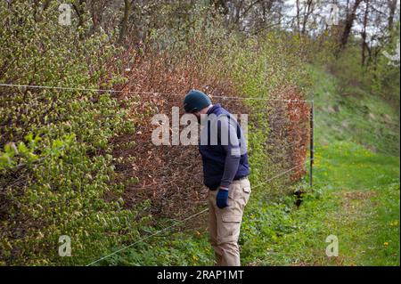 Haie de différentes variétés d'arbres et de buissons, jardinier niveaux et ajuste la haie, travaille dans le jardin au début du printemps. Banque D'Images