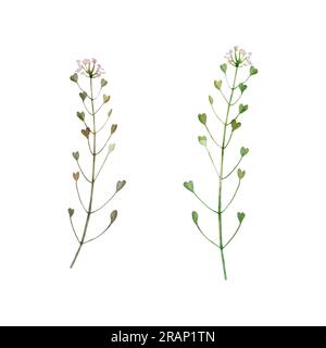 Ensemble de plante médicinale, sac de berger en fleurs ou tige Capsella bursa pastoris avec racine. Illustration d'aquarelle dessinée à la main isolée sur fond Banque D'Images