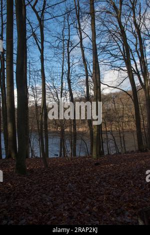 La forêt de Grumsin est un site du patrimoine mondial de l'UNESCO protégeant la forêt de hêtres commune naturelle dans le district d'Uckermark en Allemagne Banque D'Images