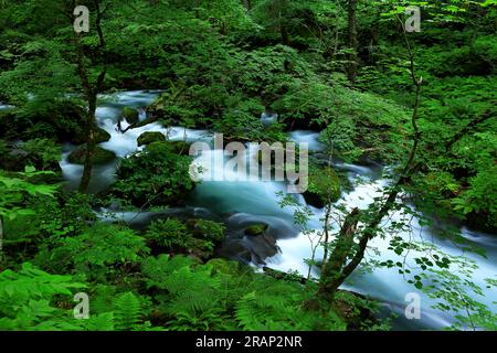 Couleurs vertes d'été de la rivière Oirase, située à Towada, Aomori, Japon Banque D'Images