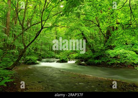 Couleurs vertes d'été de la rivière Oirase, située à Towada, Aomori, Japon Banque D'Images
