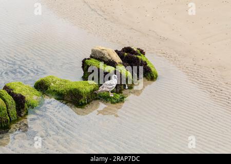 Mouette argentée européenne, Larus argentatus perchée sur des rochers recouverts d'algues sur la plage de Swanage dans le Dorset, Royaume-Uni Banque D'Images