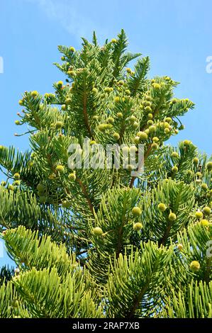 Le pin de l'île Norfolk ou pin étoilé (Araucaria heterophylla ou Araucaria excelsa) est un arbre endémique originaire de l'île Norfolk dans l'océan Pacifique. Pinophyta Banque D'Images