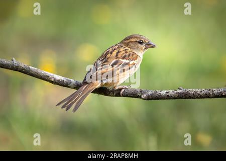 Un gros plan d'un moineau femelle unique assis sur une branche d'arbre avec un arrière-plan flou Banque D'Images
