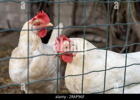 Deux poulets adultes blancs derrière une clôture métallique Banque D'Images
