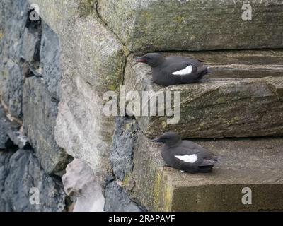 guillemot noir, Cepphus grylle, deux oiseaux sur les marches du mur du port, Poerpatrick, Écosse, juin 2023 Banque D'Images