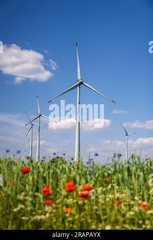 Lichtenau, Rhénanie-du-Nord-Westphalie, Allemagne - ferme éolienne dans le paysage agricole, dans les bandes fleuries avant sur le champ de blé, coquelicots, bleuets et c Banque D'Images