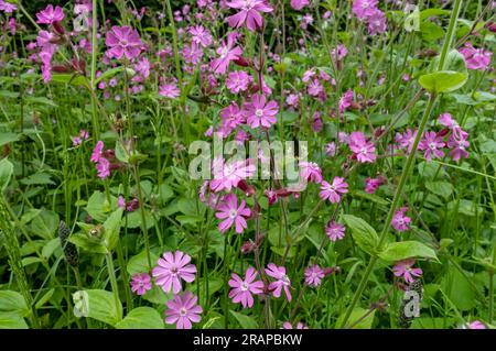 Gros plan de campion rouge silene dioica fleurs sauvages fleurs sauvages floraison poussant dans la prairie d'été Angleterre Royaume-Uni GB Grande-Bretagne Banque D'Images