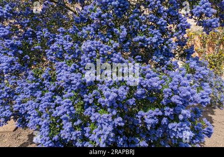 Grand ceanothus (lilas californien) arbuste fleurs bleues fleurissant en été Angleterre Royaume-Uni GB Grande-Bretagne Banque D'Images