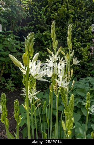 Gros plan de blanc camassia Leichtlinii alba camassias fleur fleurs à pointes floraison au printemps Angleterre Royaume-Uni GB Grande-Bretagne Banque D'Images