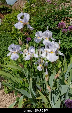 Gros plan de l'iris barbu iris fleurs fleuries fleur dans une bordure de jardin en été Angleterre Royaume-Uni GB Grande-Bretagne Banque D'Images