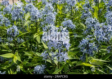 Gros plan des fleurs des plantes bluestar orientales (Amsonia tabernaemontana) fleur bleue floraison dans le jardin en été Angleterre UK GB Grande Bretagne Banque D'Images