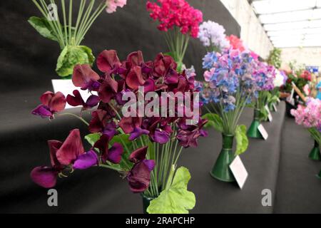 Sweet Peas, à BBC Gardens Birmingham UK 2023, Banque D'Images