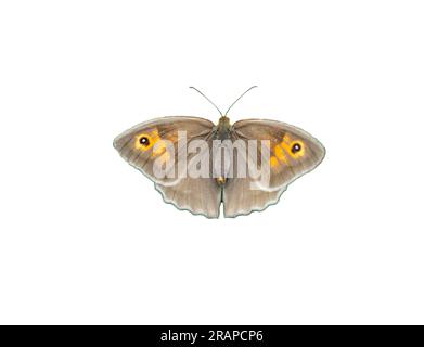 maniola jurtina papillon isolé sur blanc Banque D'Images