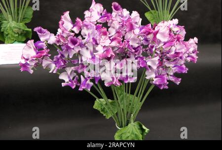 Sweet Peas, à BBC Gardens Birmingham UK 2023, Banque D'Images