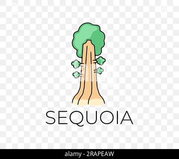 Grand séquoia dans le parc national, nature, arbres et plantes, design graphique coloré. Forêt, foresterie, séquoias, pin, paysage et environnement, vecteur Illustration de Vecteur