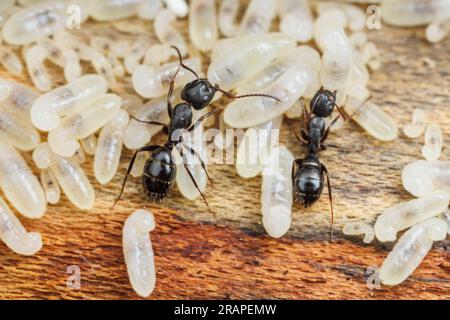 Les ouvrières de la fourmi charpentière (Camponotus nearcticus) tendent à avoir des larves et des pupes dans leur nid. Banque D'Images