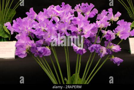 Sweet Peas, à BBC Gardens Birmingham UK 2023, Banque D'Images