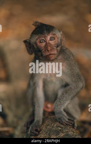 Plan rapproché d'un petit singe accroché à un arbre dans une forêt de singe. Mignon macaque grimpant sur la branche de brousse Banque D'Images