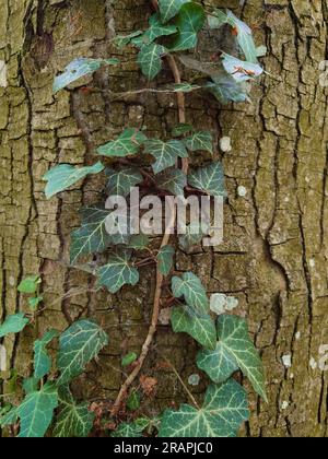 Lierre européen commun poussant sur l'écorce d'un tronc d'arbre. Gros plan, pas de gens. Banque D'Images