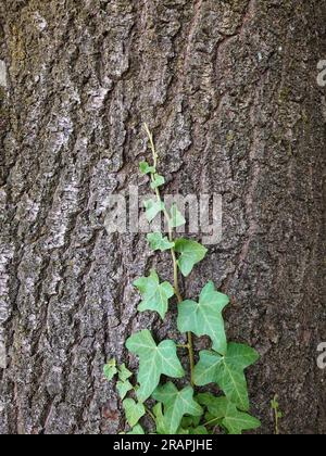 Lierre européen commun poussant sur l'écorce d'un tronc d'arbre. Gros plan, pas de gens. Banque D'Images
