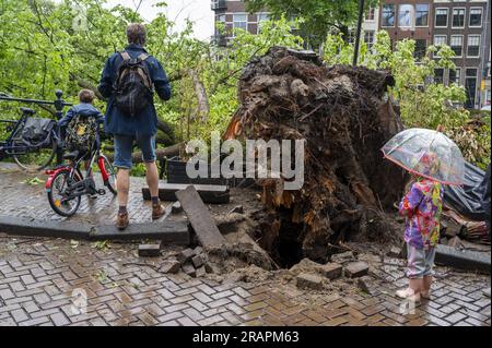 AMSTERDAM - la tempête endommage les arbres sur le Keizersgracht dans le centre d'Amsterdam. La première tempête estivale de l'année et la première du genre depuis août 2020 a été nommée Poly. La KNMI avait émis le code rouge pour la province de Hollande-du-Nord, entre autres. ANP EVERT ELZINGA netherlands Out - belgique Out Banque D'Images