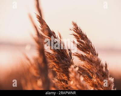 Roseaux dorés moelleux sur fond de ciel de coucher de soleil contre la lumière du soleil. Fond botanique d'herbe de pampas naturelle tendance pour la conception de papier peint de site Web d'affiche. D Banque D'Images