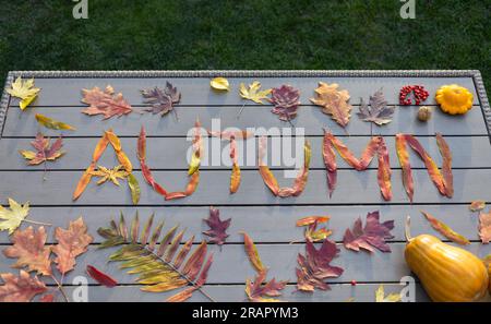 Bonjour, automne. de belles feuilles multicolores colorées vives de différents arbres sont disposées sur la table dans le mot automne. Divertissement d'automne. Banque D'Images