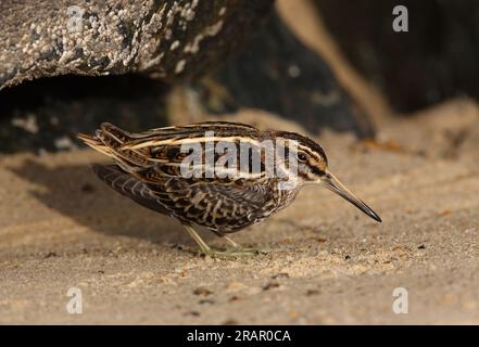 Jack Snipe (Lymnocryptes minimus) migrant adulte fraîchement arrivé à l'abri par la roche sur la plage Eccles-on-Sea, Norfolk, Royaume-Uni. Octobre Banque D'Images