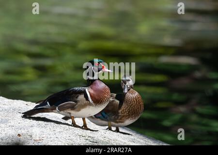 Mâles et femelles canards de bois reposant sur un rocher dans la lumière du soleil dans un parc Banque D'Images