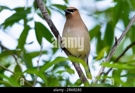 Cedar Waxwing, Bombycilla cedrorum, perché dans un arbre le refuge d'oiseaux Wood River à Klamath Falls, Oregon Banque D'Images