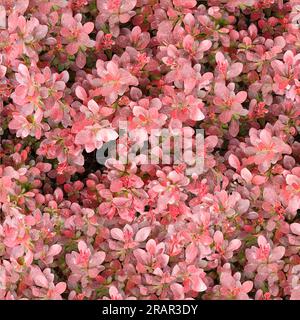 Motif sans couture de fond rouge à partir de feuilles d'épine-vinette, thunbergs épine-vinette, épine-vinette rouge. Fond de vue de dessus, textur Banque D'Images