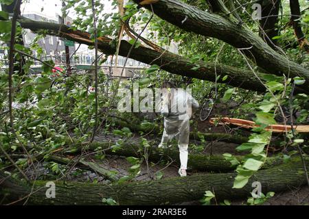 Amsterdam, pays-Bas. 05 juillet 2023. Un local marche sous un arbre tombé dans la rue pendant les vents forts de la tempête Poly au canal Herengracht le 5 juillet 2023 à Amsterdam, pays-Bas. Une femme à Haarlem près d'Amsterdam est morte à l'hôpital de ses blessures après qu'un arbre est tombé sur sa voiture, l'aéroport de Schiphol a annulé tous les vols pendant la matinée, plusieurs arbres sont tombés. La tempête Polly a traversé les pays-Bas avec des rafales de vent allant jusqu'à 146 km/h (photo de Paulo Amorim/Sipa USA) crédit : SIPA USA/Alamy Live News Banque D'Images