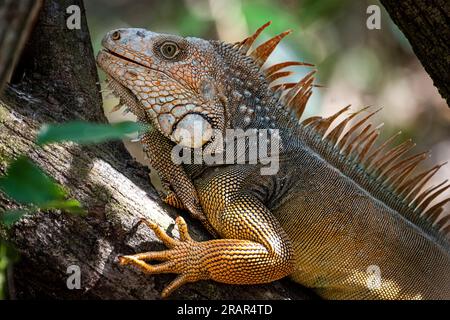 Iguane vert en gros plan Banque D'Images