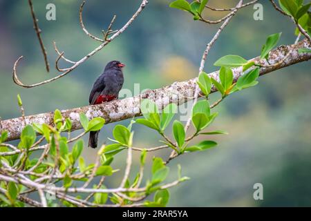 Slaty queue trogon femelle perchée Banque D'Images