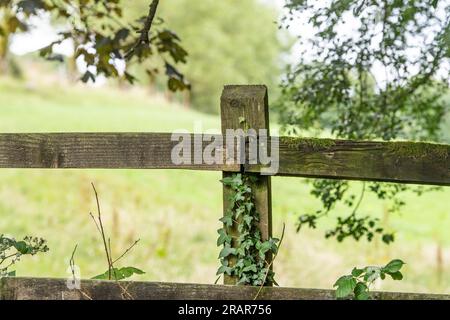 Vieille clôture en bois dans la campagne du Devon Banque D'Images