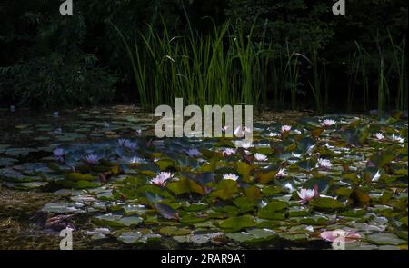 Nénuphars et feuilles de lotus à la surface de l'étang Banque D'Images