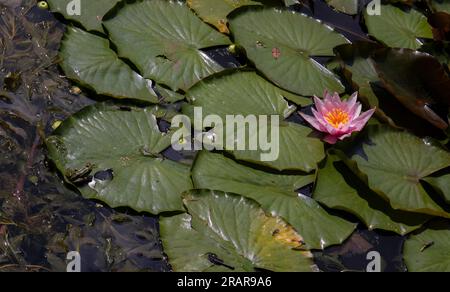 Grenouille verte sur l'herbe dans le lys d'eau dans un étang avec des feuilles de lotus en arrière-plan Banque D'Images