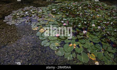 Nénuphars et feuilles de lotus à la surface de l'étang Banque D'Images