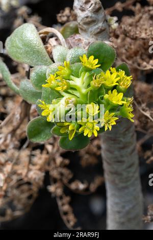 Aeonium urbicum, endémique dans les îles Canaries, Tenerife, la Palma, Espagne Banque D'Images