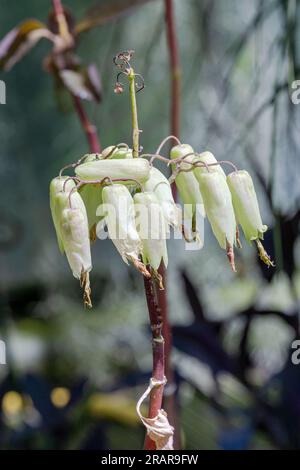 Belle fleur de Kalanchoe Pinnata. La gamme naturelle de Kalanchoe pinnata est Madagascar Banque D'Images