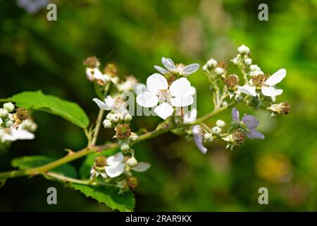 Fleurs de ronce sacrée fleurissant en été Banque D'Images
